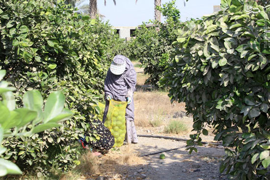 عکس: برداشت پرتقال در هرمزگان