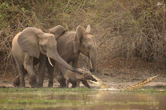حمله ناکام تمساح به بچه فیل +عکس