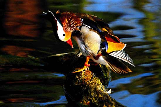 تصاویر فوق العاده زیبا از دنیای پرندگان