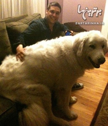 سگ های عظیم الجثه و غول پیکر /عکس