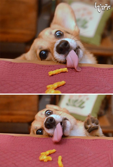 تصاویر خنده دار سگ‌ها وقتی غذا می‌خواهند