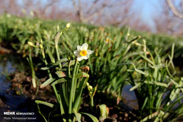 تصاویری از مزرعه گل نرگس در گلستان