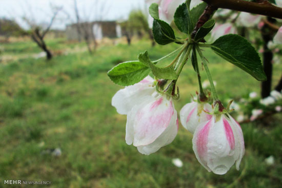 عکس: شکوفه‌های سیب در استان اصفهان