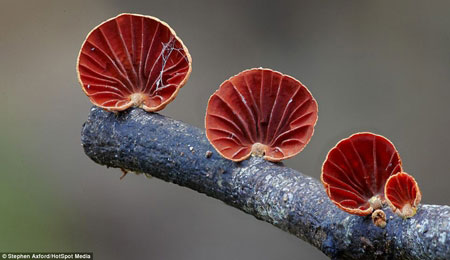 عکس: سرزمین جادویی قارچ‌ها