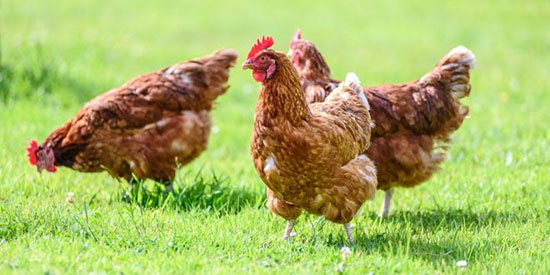 از آلرژی مرغ چه می‌دانید؟
