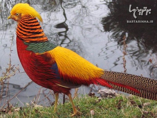 تصاویر فوق العاده زیبا از دنیای پرندگان (7)