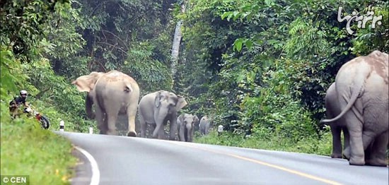 حمله فیل های عصبانی به موتورسوار +عکس