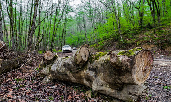 جنگل‌خواری در مازندران