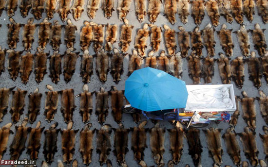 عکس: شکنجه و کشتار در تجارت خز