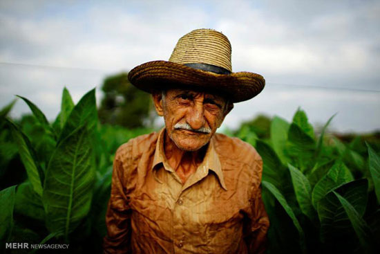 تولید سیگار کوبایی‎