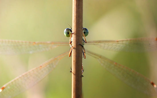 عکس: جهان ماکروی جادویی حشرات