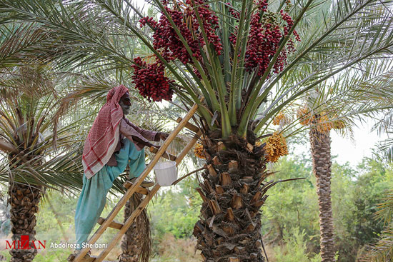 برداشت خرما از گرمترین مناطق هرمزگان