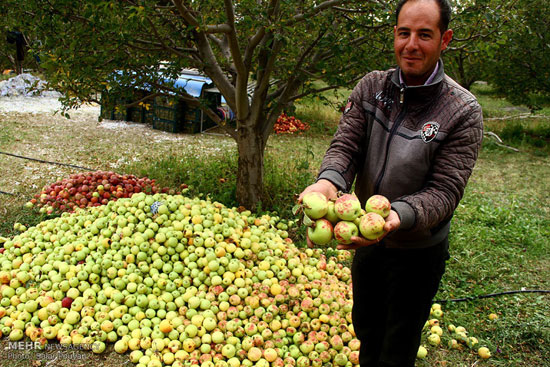 عکس: خسارت تگرگ به باغ های سیب میانه