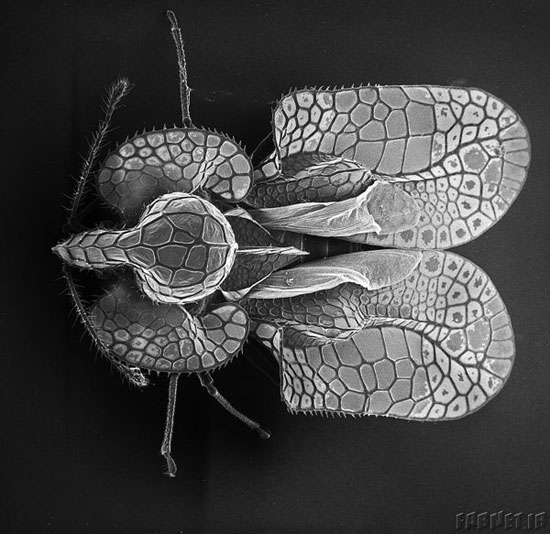 تصاویر شگفت‌انگیز از حشرات با میکروسکوپ