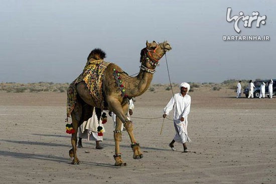 هنرنمایی زیبای اعراب بر روی شتر! +عکس