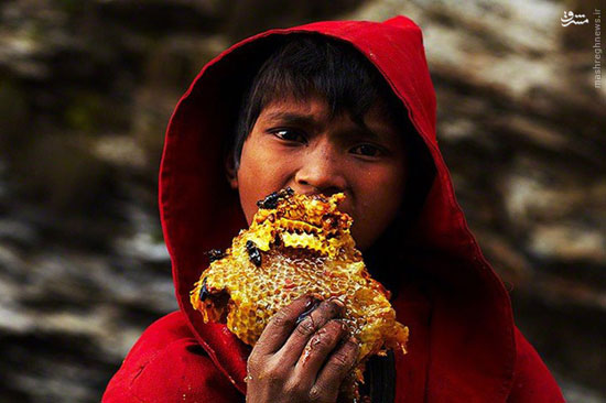 شکارچیان عسل در نپال +عکس