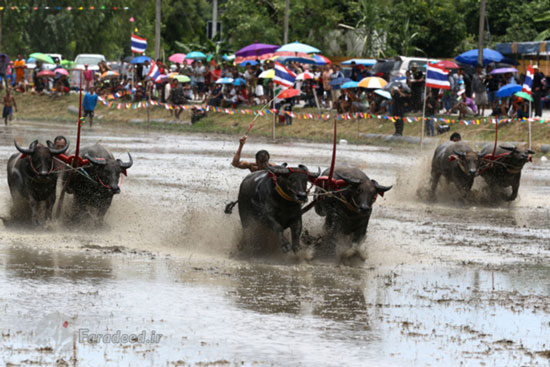 مسابقات بوفالوسواری در تایلند