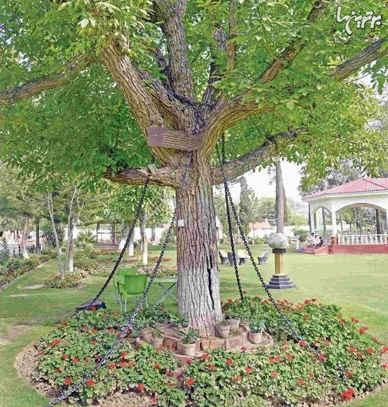 درختی که بازداشت شد!