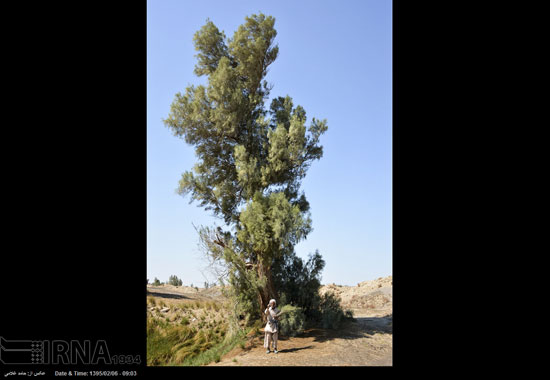 عکس: گزبافی در سیستان و بلوچستان