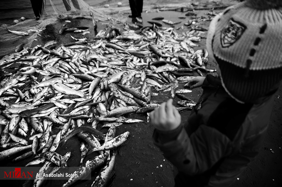 فصل صید ماهی در دریای خزر