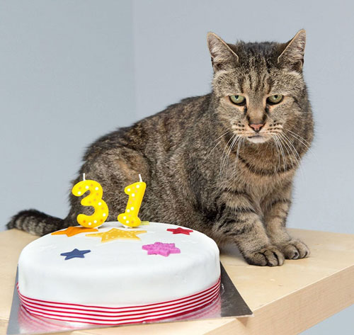پیرترین گربه جهان 31 ساله شد