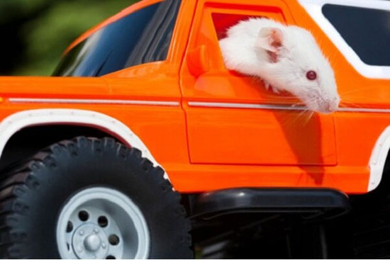 موش‌ها رانندگی یاد گرفتند