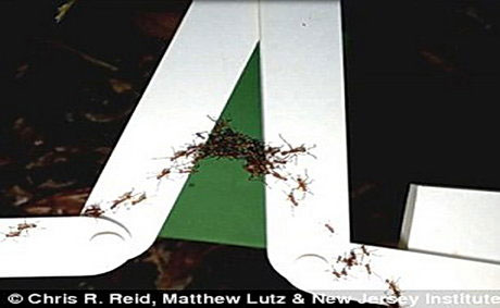 پلی که مورچه‌ها ساختند +عکس