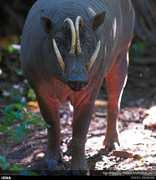 عکس: زشت‌ترین حیوانات در حال انقراض