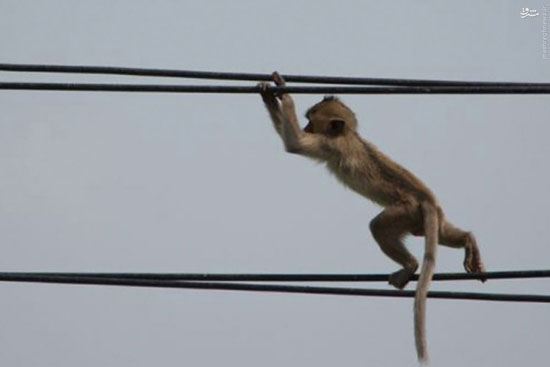 قطع برق یک کشور توسط میمون! +عکس