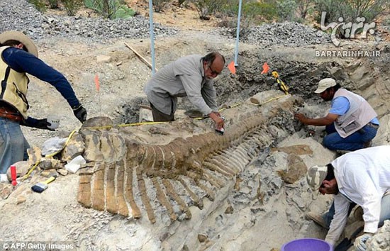 کشف فسیل دایناسور 72میلیون ساله+عکس