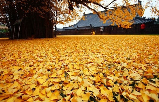 ریزش برگ های زرد درخت 1400 ساله چینی
