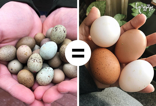 افسانه‌هایی درباره تخم مرغ که در قرن ۲۱ باید فراموش کنید