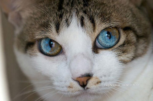 حیواناتی با چشم های دو رنگ و زیبا