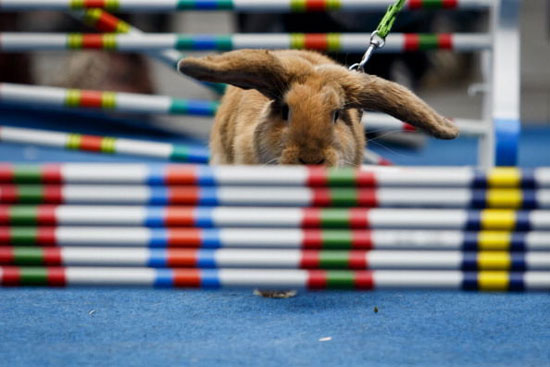 مسابقه دوی با مانع خرگوش ها! +عکس