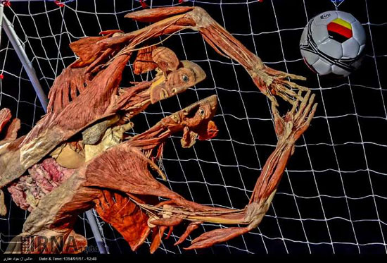 نمایشگاه آناتومی بدن انسان در ایتالیا +عکس