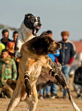 تصاویری از جنگ سگ‌ها با شرط‌بندی!