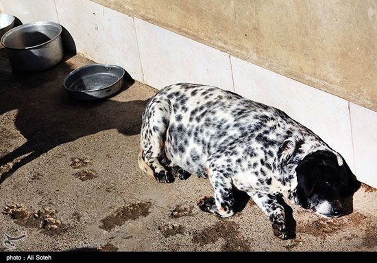 پناهگاه حیوانات زخمی در رشت +عکس