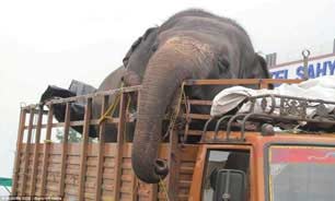 «فیل گدا» آزاد شد! +عکس
