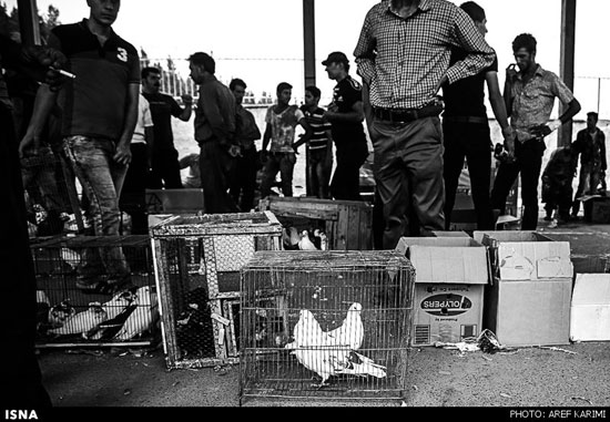 عکس: بازار پرنده فروشان گرگان
