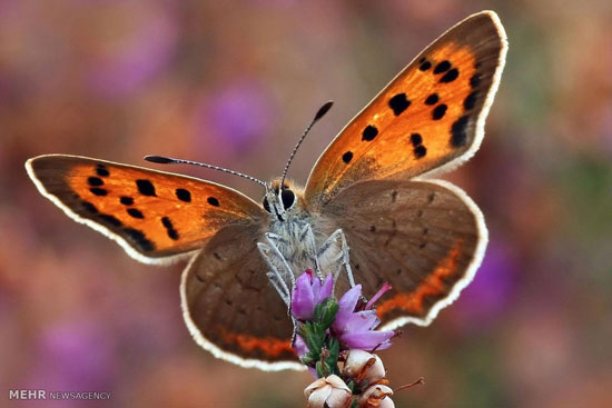 عکس: دنیای رنگارنگ و زیبای پروانه ها