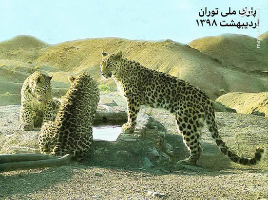 ۳ پلنگ ایرانی در پارک ملی توران