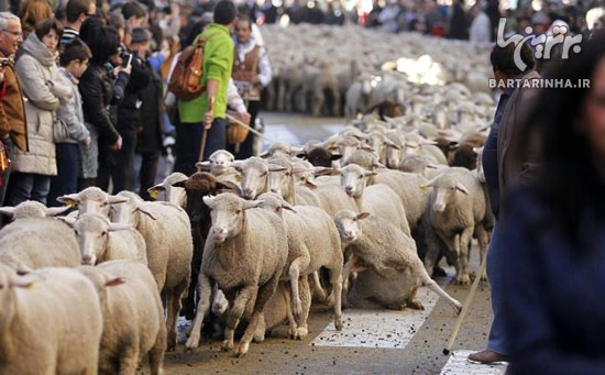 اعتراض گوسفندی مادرید را فلج کرد! +عکس