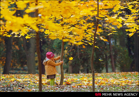 عکس: صدای پای پاییزِ تن‌‌طلایی