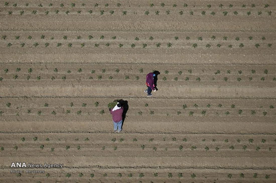 عکس: مزارع خشک کالیفرنیا
