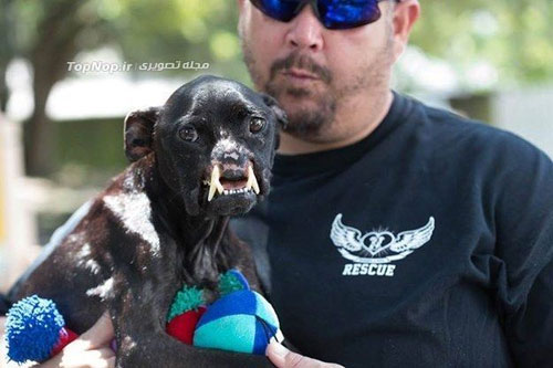 زشت ترین سگ دنیا و صاحبش +عکس