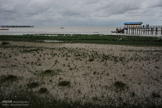 تصاویری دردناک از خلیج گرگان