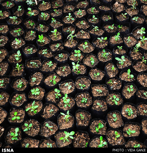 آینده‌ای سبزتر با «کشت بافت گیاه» +عکس