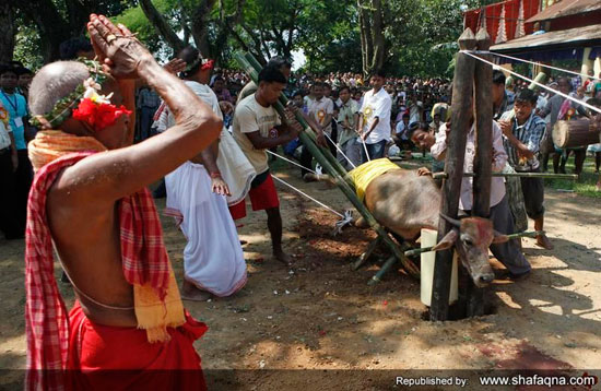 مدل عجیب کشتن گاو در هند +عکس