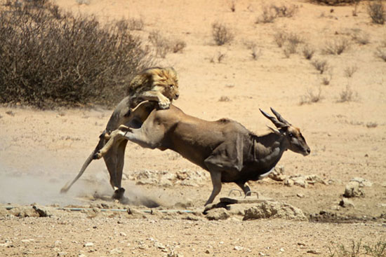 عکس: فرار گاو کوهی از چنگال شیر نر