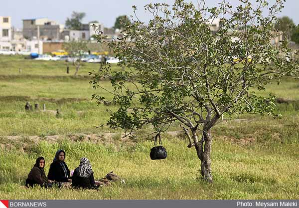 مجموعه عکس: پنجاه بدر قزوینی ها